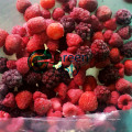 Высокое качество iqf замороженные смешанные ягоды